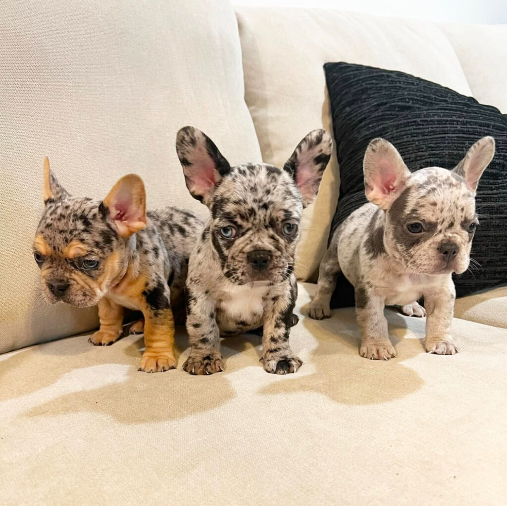 French bulldog for sale