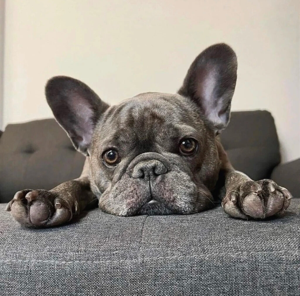 French bulldog for sale