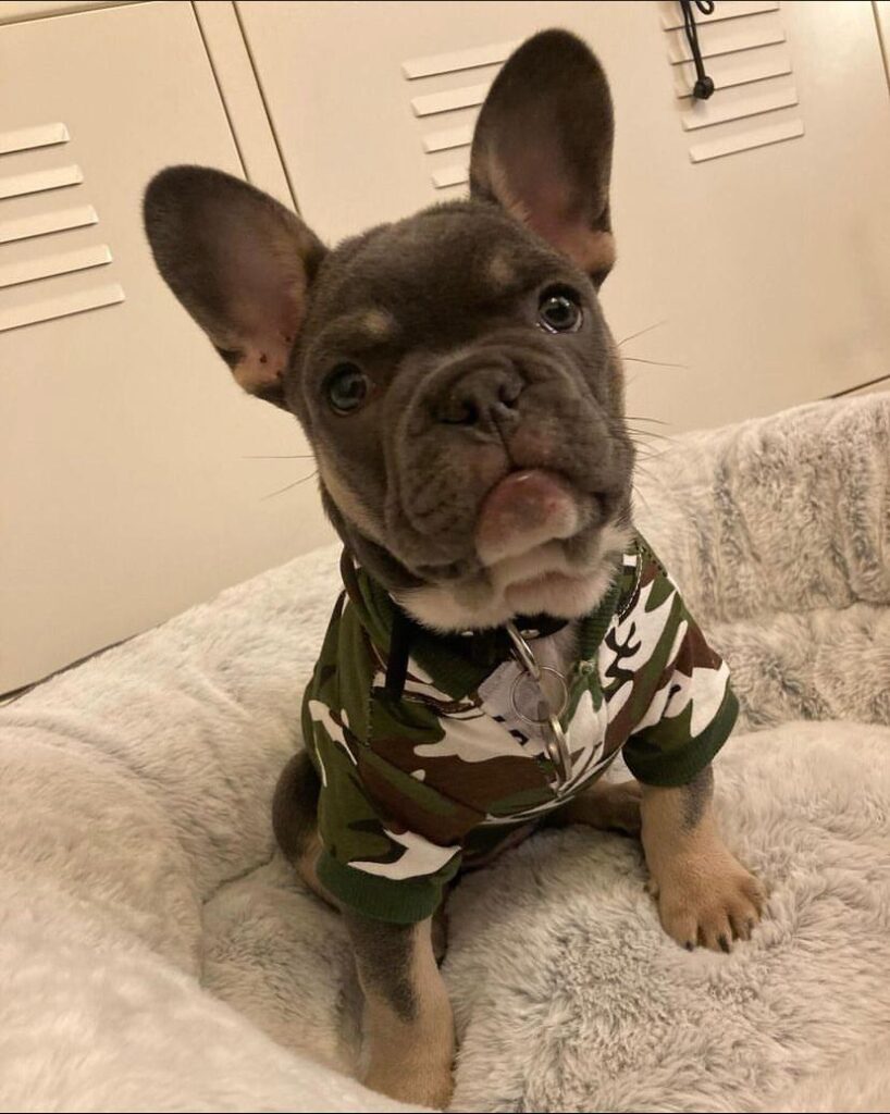 French bulldog for sale