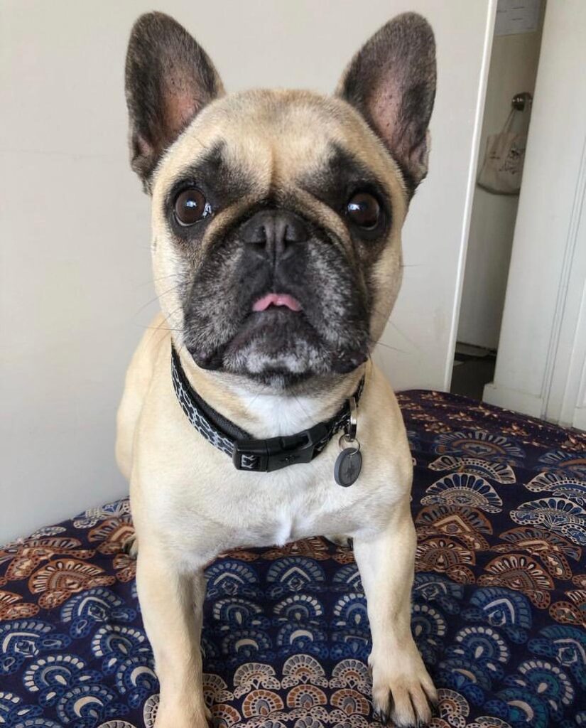 French bulldog for sale