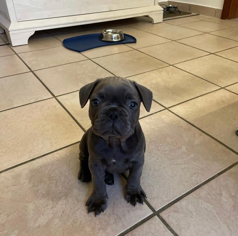 French bulldogs for sale