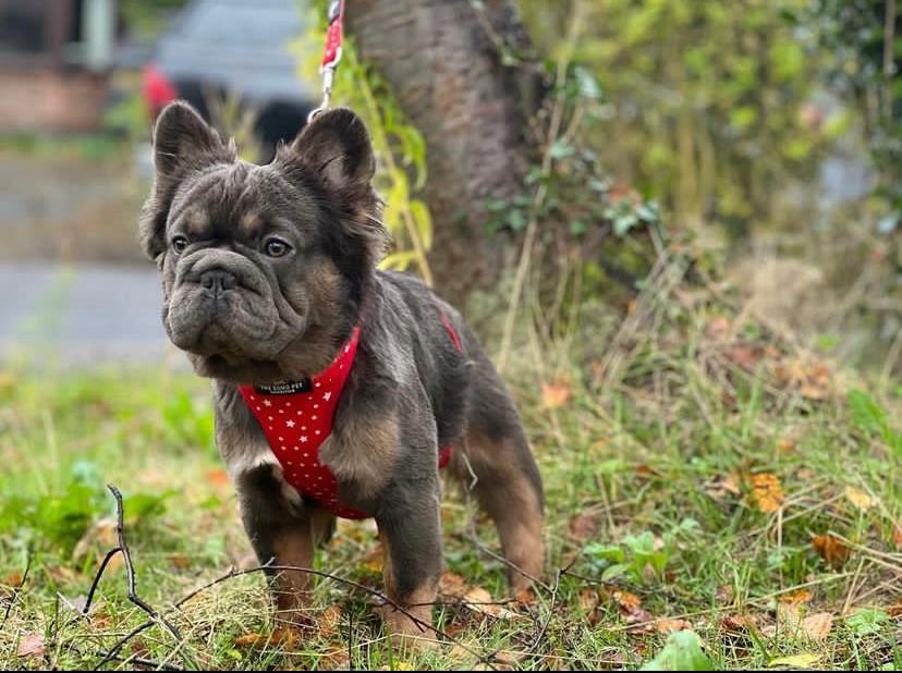 French bulldogs for sale