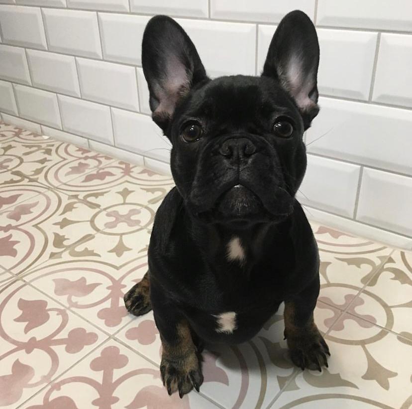 French bulldog for sale