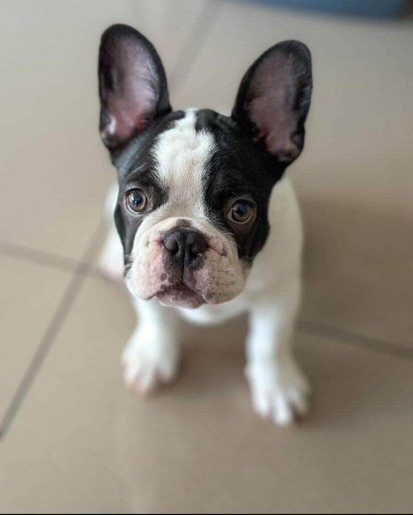 French bulldog for sale