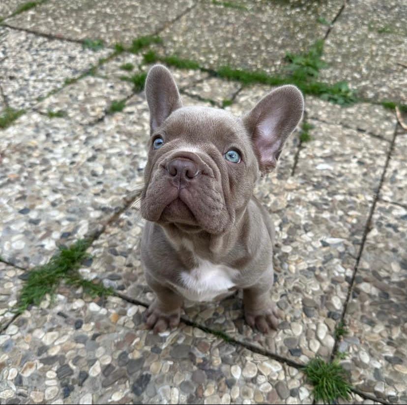 French bulldog for sale