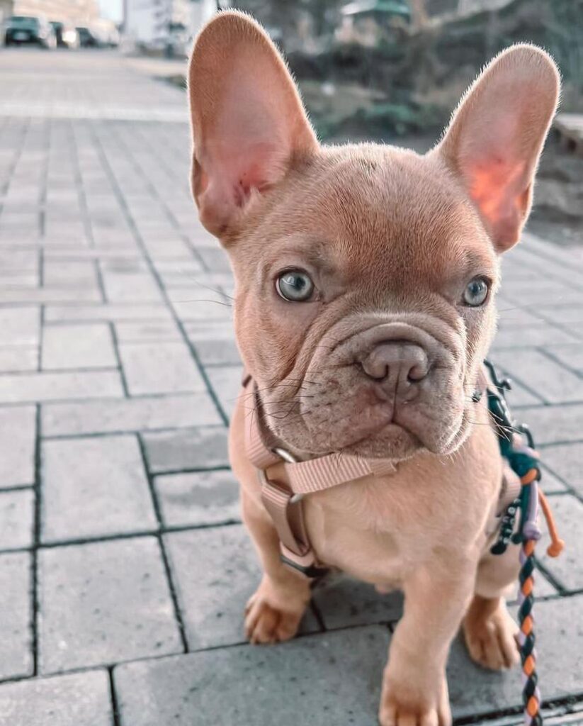 French bulldog for sale